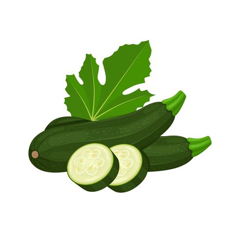 Vector Illustration Zucchini With Slices And Leaves Isolated On White