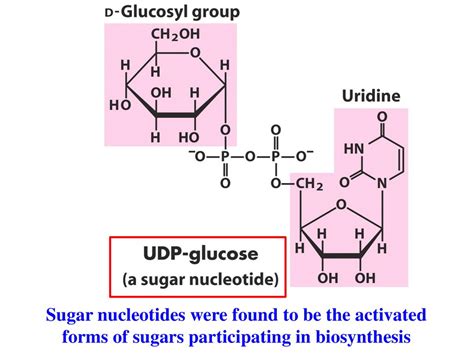 Chapter 20 Carbohydrate Biosynthesis Ppt Download