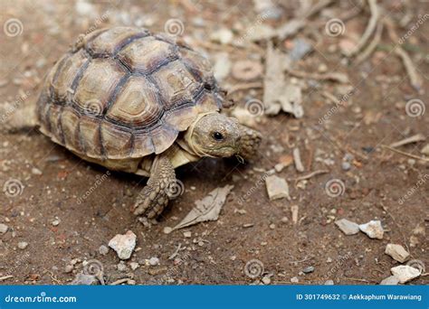 African Sulcata Tortoise Natural Habitat, Africa Spurred Tortoise Stock Photo - Image of ...