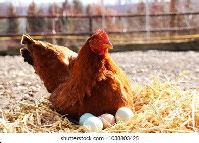 Hen Sitting On Eggs Photos And Images Shutterstock