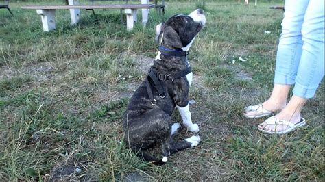 Amstaff puppy training - YouTube