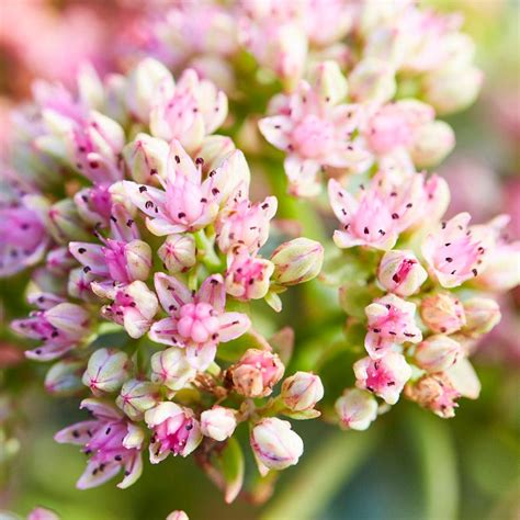 SunSparkler Lime Twister Sedum, Stonecrop | High Country Gardens