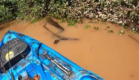 Vídeo pescador se assusta sucuri gigante em rio de Campo Grande