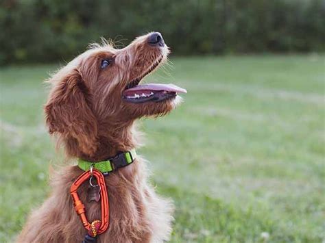 Cómo Ayudar A Un Perro Hiperactivo A Relajarse