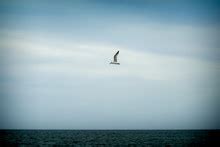 Seagulls Flying Over Ocean Free Stock Photo Public Domain Pictures