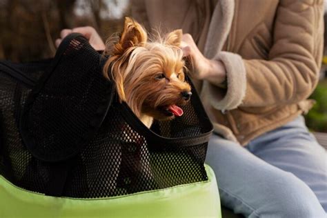 Cachorro pode comer cocô Amo Vira Lata