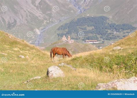 Horse in the Kazbegi National Park Stock Photo - Image of horse, hiking: 255450620