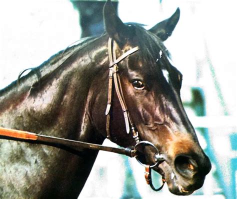 Ruffian's Tragedy: The Story Behind Arguably Horse Racing's Greatest