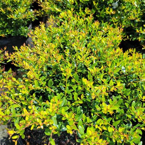 Ilex Vomitoria Nana Dwarf Yaupon Holly Unity Church Hill Nursery Llc