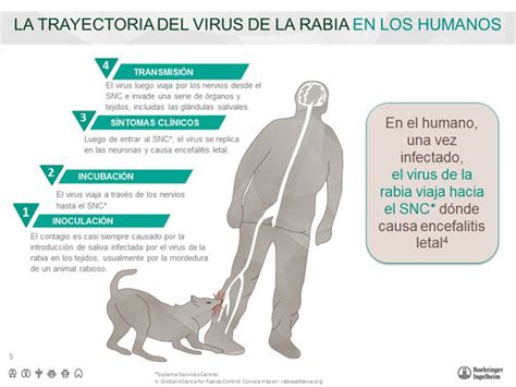 De Septiembre D A Mundial De La Rabia