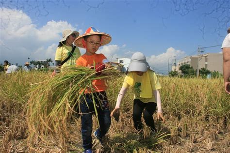 羅東鎮農會舉辦食農教育割稻樂體驗活動 葛瑪蘭新聞網