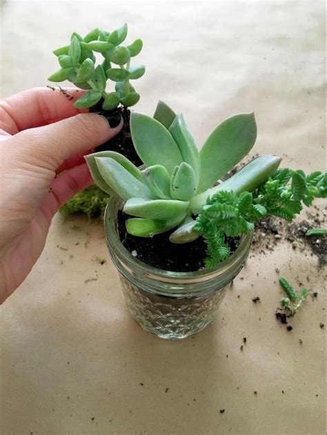 Succulent Plants In Mason Jars How To Make A Perfect Hostess Gift