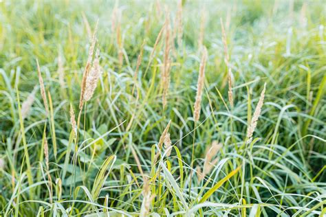 Best Ornamental Grasses For Your Landscape