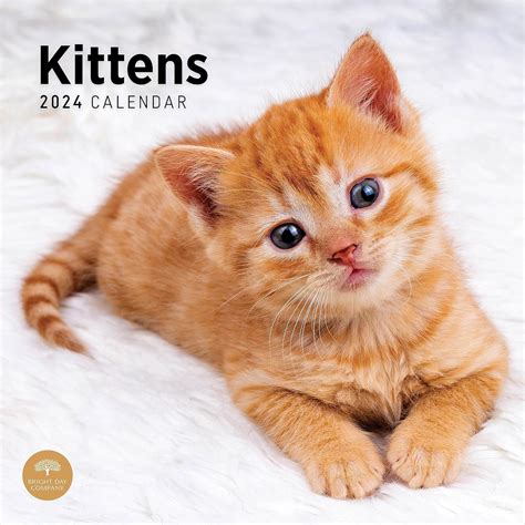 Bright Day Calendario Mensual De Pared Para Gatitos X