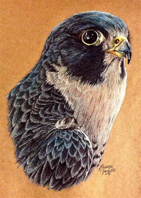 Peregrine Falcon Bird Drawings Peregrine Falcon Bird Art