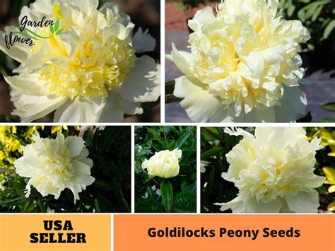 10 Rare Seeds Goldilocks Peony Seeds Perennial Authentic Etsy