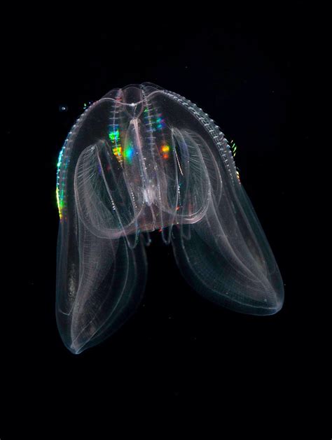 6 Otherworldly Deep Sea Creatures Spotted By Ca Scientists Artofit