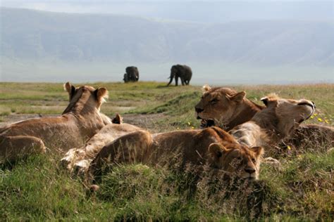 Ngorongoro Crater Lion Population Tanzania Tour Destinations