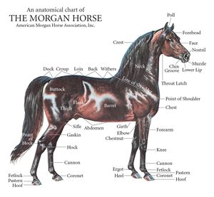 American Morgan Horse Association Ã¢Â€Â“ Ideal Morgan