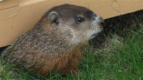 En Amérique du Nord c est la marmotte qui fait le printemps