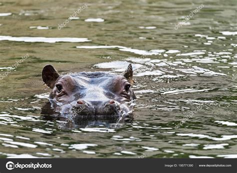 Portrait Hippo Water — Stock Photo © Nazzu #195771390