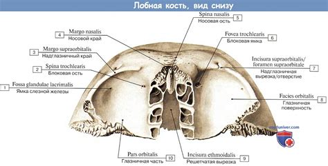 Анатомия: Лобная кость