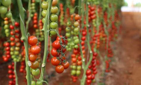 El Tomate De Marruecos A La Conquista De Europa A En Verde Medio