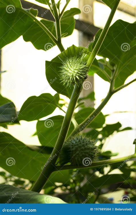 Sacred Datura Seed Capsules On The Plant Datura Wrightii Thorn Apple