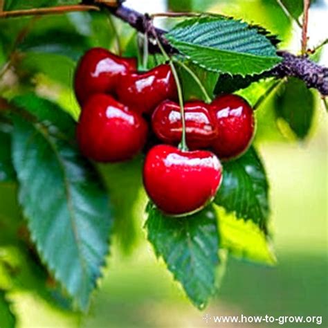 Expert Tips How To Successfully Grow Sweetheart Cherry Trees At Home