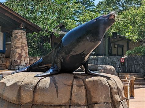 Zoo Sea lion behind the scenes : r/SeaLionFacts