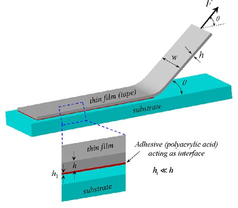 Schematic Of The Peel Test With Dimension Illustrations Of The Adhesive