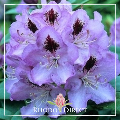 Rhododendron Blue Jay