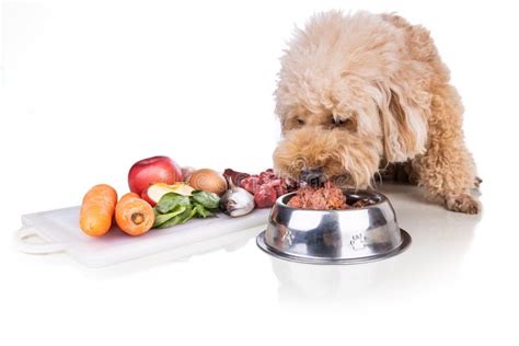 Healthy Dog Feeding On Barf Raw Meat Diet On White Background Stock