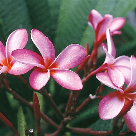 Hawaiian Plumeria Cuttings Plants For Sale From The Source Best