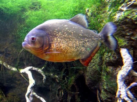 Red-bellied Piranha – "OCEAN TREASURES" Memorial Library