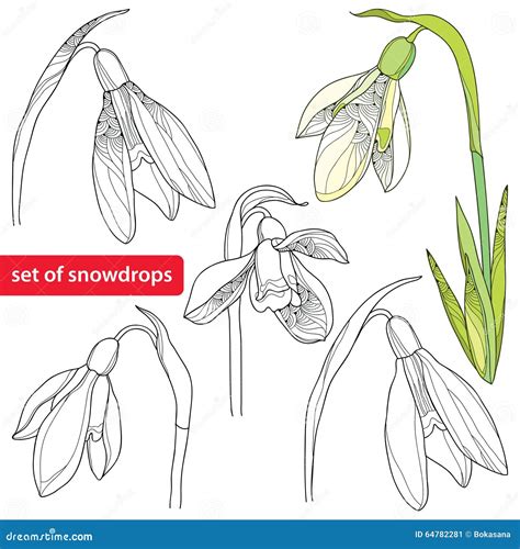 Set Of Snowdrop Flower Or Galanthus On White Background Vector