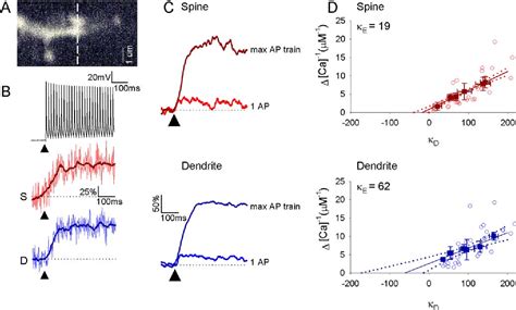 Figure 1 From High Speed Two Photon Imaging Of Calcium Dynamics In