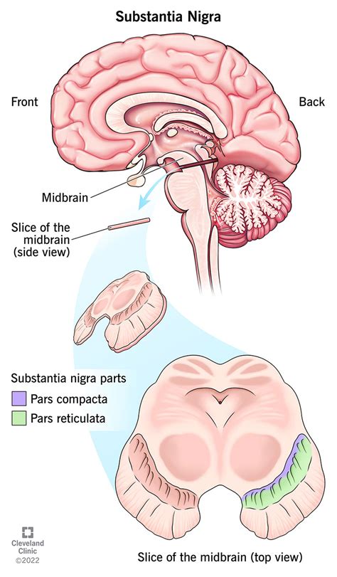 Substantia Nigra (SN): What It Is, Function & Anatomy