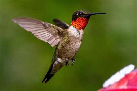 8 Types Of Hummingbirds In Virginia