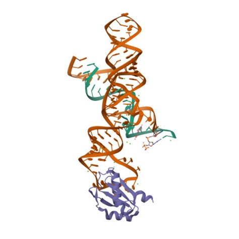 RCSB PDB 1M5K Crystal Structure Of A Hairpin Ribozyme In The