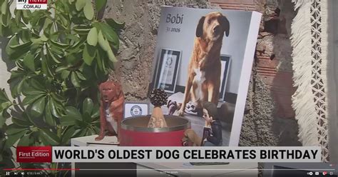 El perro más viejo del mundo cumple 31 años