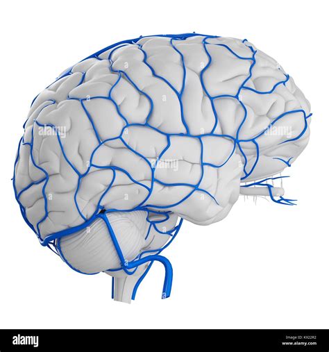 Human brain veins hi-res stock photography and images - Alamy