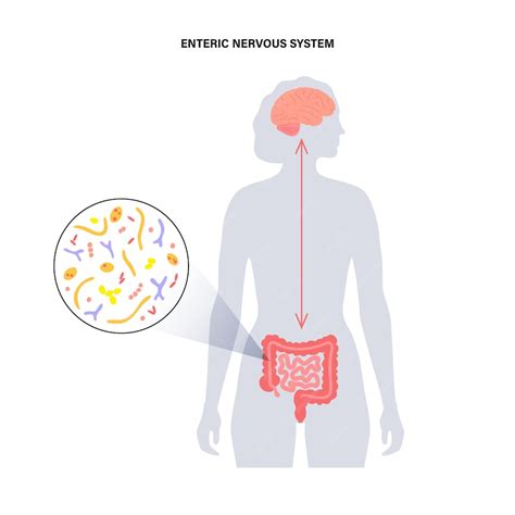 Premium Vector Gut Brain Connection