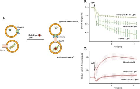 Assay Schematics And Reconstitution Of The Tri Partite MexAB OprM