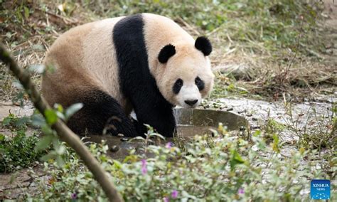 Giant Pandas Hometown Yaan In SW China Releases Biodiversity