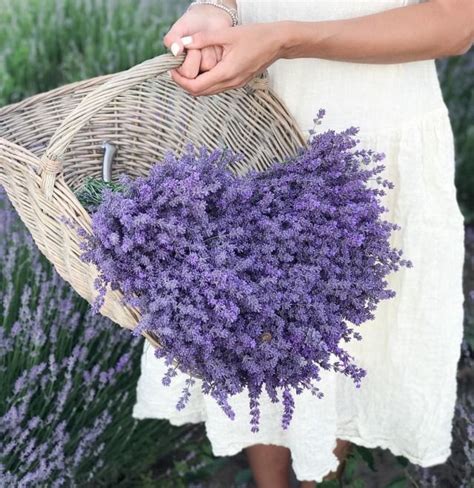 Resimlerin Dili Lovely Lavender Lavender Bouquet Lavender Farm