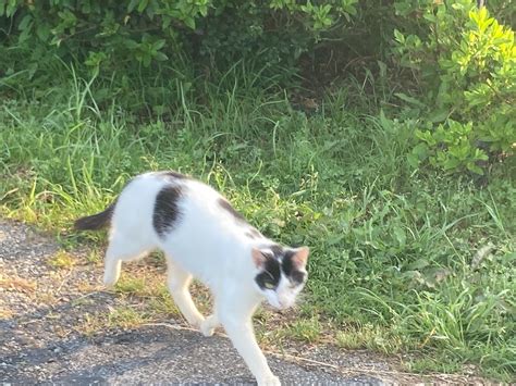 子猫ちゃんたちのお手伝い Hitomis Favorite