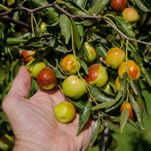 Honey Jar Jujube Fruit Tree At One Green World Fruit Plants Fruit