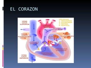 Valvulopat A Mitral Y Tric Spide Ppt