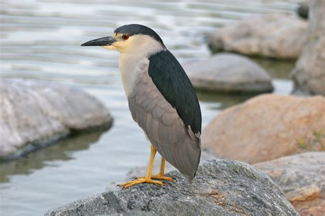 Birds Of Oahu Birds Of Oahu